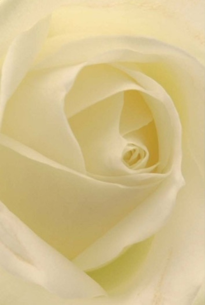 With a sense of refined tranquility unique to Millwall, this pristine white rose unfolds in perfect harmony-a testament to floral craft shaped by riverside inspirations and local tradition. The composition draws you in: creamy petals wrap gently around a flawless central spiral, each layer touched with soft, daylight-infused luminosity. Shadows dance lightly between folds, amplifying the depth and complexity within this simple bloom. The effect is calming and sophisticated, reminiscent of peaceful strolls along Millwall's leafy walkways or quiet gatherings at St. John's Park. The slender outer petals, nearly translucent, echo both the delicacy and resilience that mark life's important milestones in the community. This rose's polished calm is equally suited as a centrepiece for elegant events or as an offering of heartfelt condolence. The imagined scent is a gentle whisper-fresh, sweet, and consoling, the very spirit of Millwall carried on a breeze through city streets. Just beneath the surface, the unique vision and steady hands of a local florist are present, bringing together artistry, technique, and deep-rooted appreciation for the noble beauty of this iconic flower.